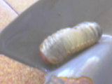 Che larve sono? Scarabaeoidaea ...
